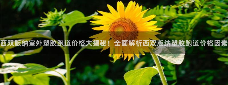 红足一1世手机开奖：西双版纳室外塑胶跑道价格大揭秘！全面解析西双版纳塑胶跑道价格因素
